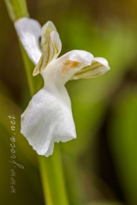 Herorchis champagneuxii (Barnéoud ) D.Tyteca & E.Klein 2008