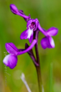 Herorchis champagneuxii (Barnéoud ) D.Tyteca & E.Klein 2008