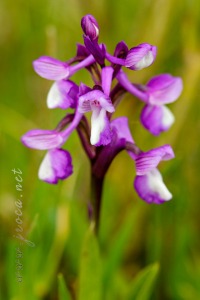 Herorchis champagneuxii (Barnéoud ) D.Tyteca & E.Klein 2008