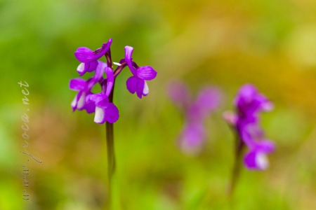 Herorchis champagneuxii (Barnéoud ) D.Tyteca & E.Klein 2008