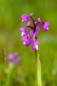 Herorchis champagneuxii (Barnéoud ) D.Tyteca & E.Klein 2008