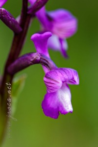 Herorchis champagneuxii (Barnéoud ) D.Tyteca & E.Klein 2008