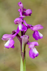 Herorchis champagneuxii (Barnéoud ) D.Tyteca & E.Klein 2008