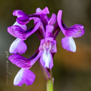 Herorchis champagneuxii (Barnéoud ) D.Tyteca & E.Klein 2008