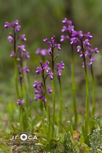 Herorchis champagneuxiiÂ (BarnÃ©oud ) D.Tyteca & E.Klein 2008