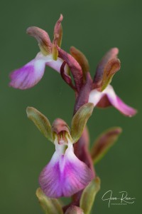 Anacamptis collina (Banks & Sol. ex Russell) R.M.Bateman, Pridgeon & M.W.Chase, 1997