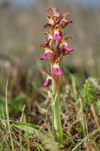 Herorchis collina ( Banks & Sol. ) D.Tyteca & E.Klein 2008