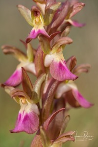 Herorchis collina ( Banks & Sol. ) D.Tyteca & E.Klein 2008