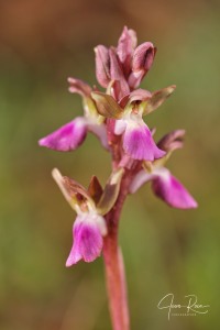 Herorchis collina ( Banks & Sol. ) D.Tyteca & E.Klein 2008