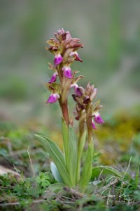 Herorchis collina ( Banks & Sol. ) D.Tyteca & E.Klein 2008