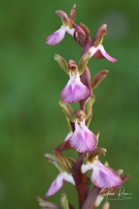 Herorchis collina (Banks & Sol.) D.Tyteca & E.Klein