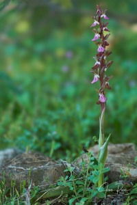 Herorchis collina (Banks & Sol.) D.Tyteca & E.Klein