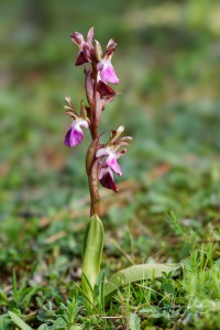 Herorchis collina ( Banks & Sol. ) D.Tyteca & E.Klein 2008