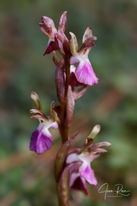 Herorchis collina ( Banks & Sol. ) D.Tyteca & E.Klein 2008