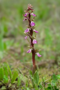 Anacamptis collina (Banks & Sol. ex Russell) R.M.Bateman, Pridgeon & M.W.Chase, 1997