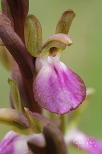 Anacamptis collina (Banks & Sol. ex Russell) R.M.Bateman, Pridgeon & M.W.Chase, 1997
