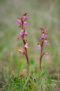 Anacamptis collina (Banks & Sol. ex Russell) R.M.Bateman, Pridgeon & M.W.Chase, 1997