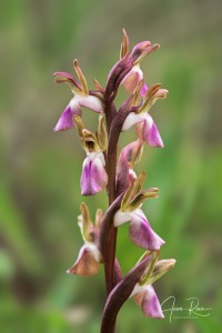 Anacamptis collina (Banks & Sol. ex Russell) R.M.Bateman, Pridgeon & M.W.Chase, 1997
