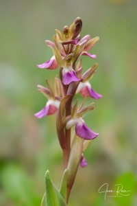 Anacamptis collina (Banks & Sol. ex Russell) R.M.Bateman, Pridgeon & M.W.Chase, 1997