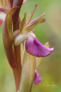 Anacamptis collina (Banks & Sol. ex Russell) R.M.Bateman, Pridgeon & M.W.Chase, 1997