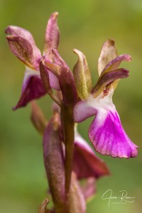 Orchis collina Banks & Sol. ex Russell, Nat. Hist. Aleppo, ed. 2, 2: 264 (1794).