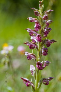Herorchis coriophora subsp. fragrans ( Pollini ) D.Tyteca & E.Klein
