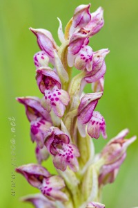 Herorchis coriophora subsp. fragrans ( Pollini ) D.Tyteca & E.Klein