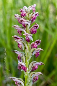 Herorchis coriophora subsp. fragrans ( Pollini ) D.Tyteca & E.Klein