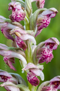 Herorchis coriophora subsp. fragrans ( Pollini ) D.Tyteca & E.Klein