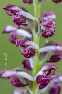 Herorchis coriophora subsp. fragrans ( Pollini ) D.Tyteca & E.Klein