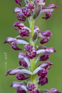 Herorchis coriophora subsp. fragrans ( Pollini ) D.Tyteca & E.Klein