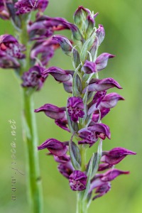Herorchis coriophora subsp. fragrans ( Pollini ) D.Tyteca & E.Klein