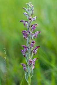 Herorchis coriophora subsp. fragrans ( Pollini ) D.Tyteca & E.Klein