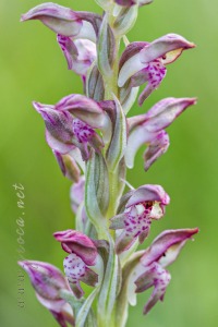 Herorchis coriophora subsp. fragrans ( Pollini ) D.Tyteca & E.Klein