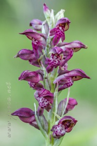 Herorchis coriophora subsp. fragrans ( Pollini ) D.Tyteca & E.Klein