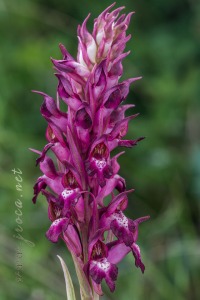 Herorchis coriophora subsp. martrinii ( Timb.-Lagr. ) D.Tyteca & E.Klein