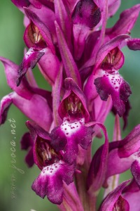 Herorchis coriophora subsp. martrinii ( Timb.-Lagr. ) D.Tyteca & E.Klein