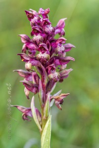Herorchis coriophora subsp. martrinii ( Timb.-Lagr. ) D.Tyteca & E.Klein