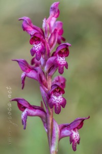 Herorchis coriophora subsp. martrinii ( Timb.-Lagr. ) D.Tyteca & E.Klein
