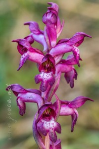 Herorchis coriophora subsp. martrinii ( Timb.-Lagr. ) D.Tyteca & E.Klein