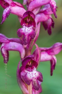 Herorchis coriophora subsp. martrinii ( Timb.-Lagr. ) D.Tyteca & E.Klein