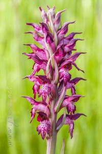 Herorchis coriophora ( L. ) D.Tyteca & E.Klein 2008