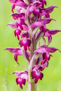 Herorchis coriophora ( L. ) D.Tyteca & E.Klein 2008