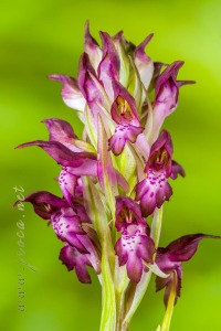 Herorchis coriophora ( L. ) D.Tyteca & E.Klein 2008