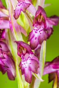 Herorchis coriophora ( L. ) D.Tyteca & E.Klein 2008