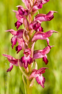Herorchis coriophora ( L. ) D.Tyteca & E.Klein 2008