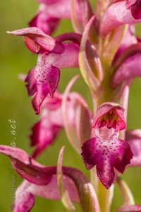 Herorchis coriophora ( L. ) D.Tyteca & E.Klein 2008