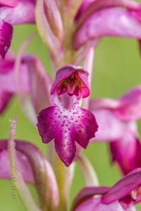 Herorchis coriophora ( L. ) D.Tyteca & E.Klein 2008
