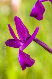 Herorchis laxiflora ( Lam. ) D.Tyteca & E.Klein