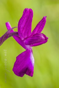 Herorchis laxiflora ( Lam. ) D.Tyteca & E.Klein